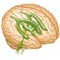 Illustration showing brain ventricles